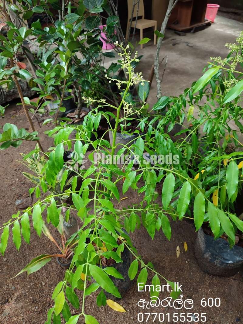 Abaralla Plants (ඇබරැල්ලා) 