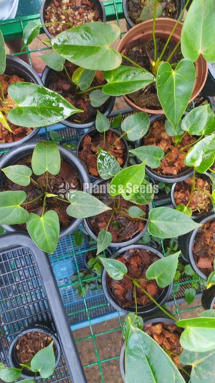 Bankok Anthurium