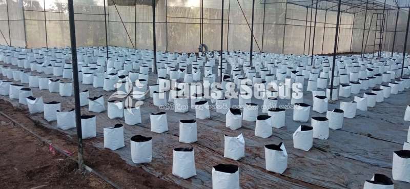 UV  Grow Bags
