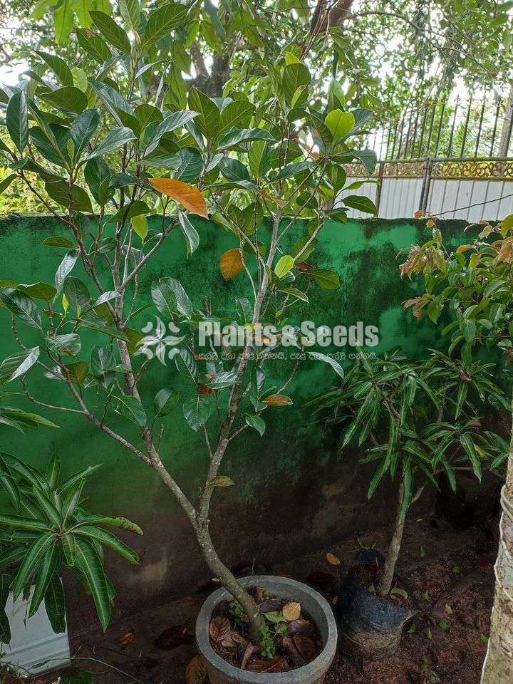 Jackfruit plants ( පැනි වරකා පැල)