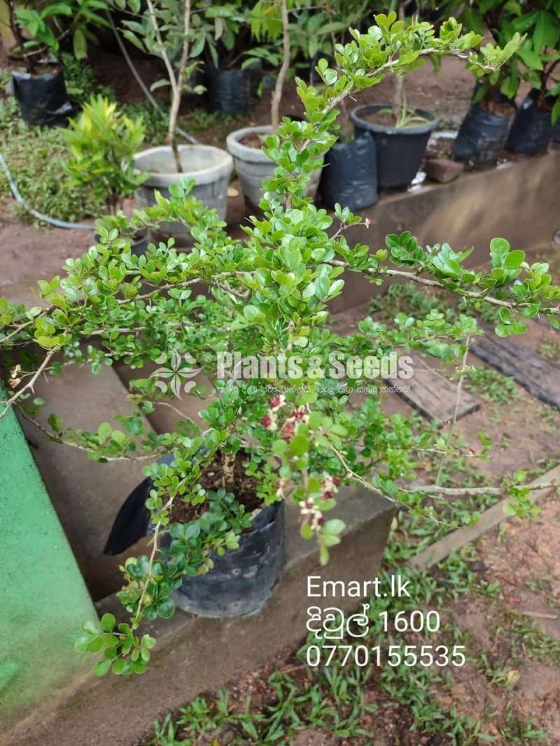 Woodapple Plants (දිවුල් පැල)