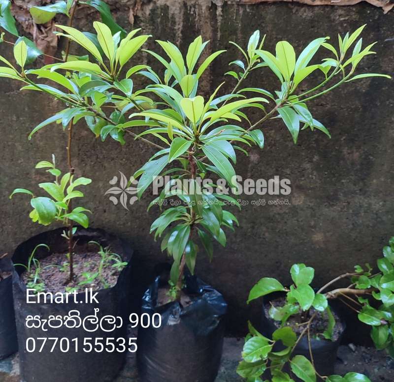 Sapathilla (සැපතිල්ලා)