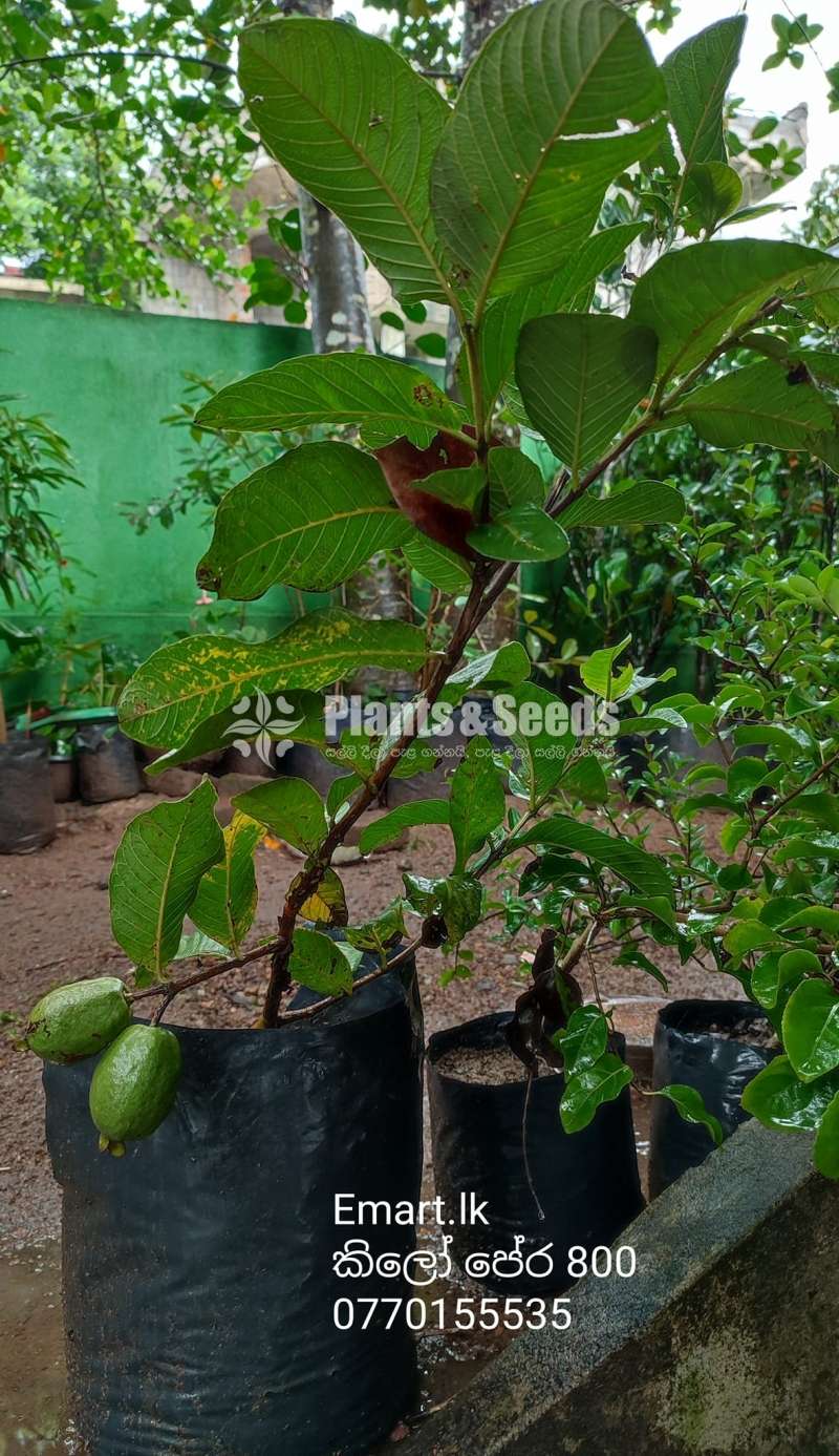 Kilo Pera (කිලෝ පේර)