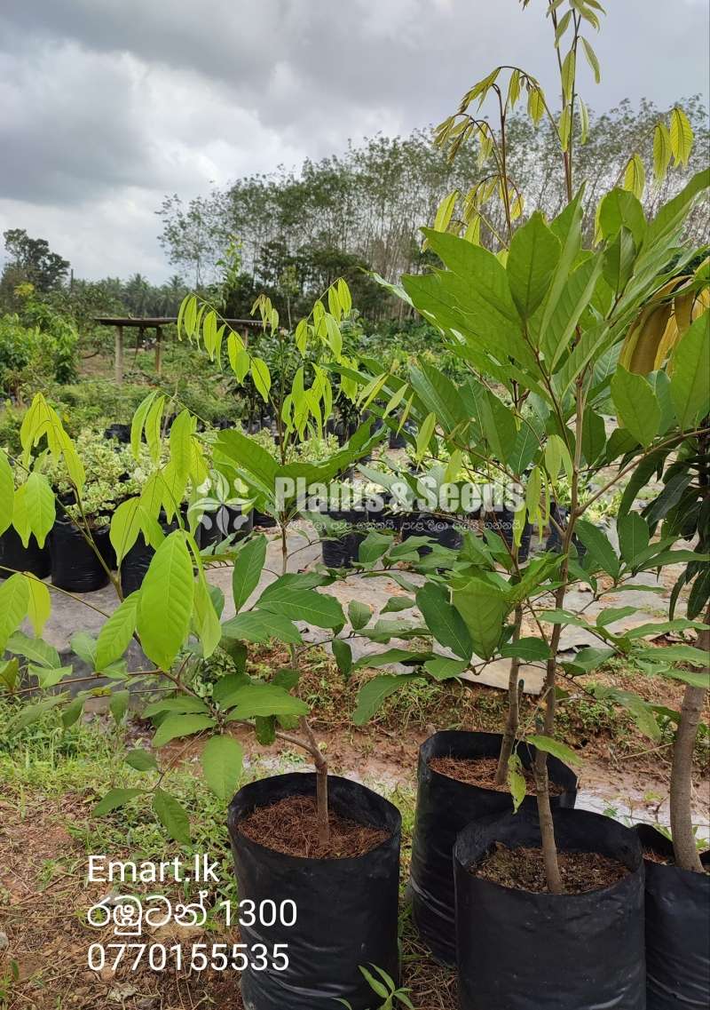 Rabutan Plants (රබුටන් පැල )