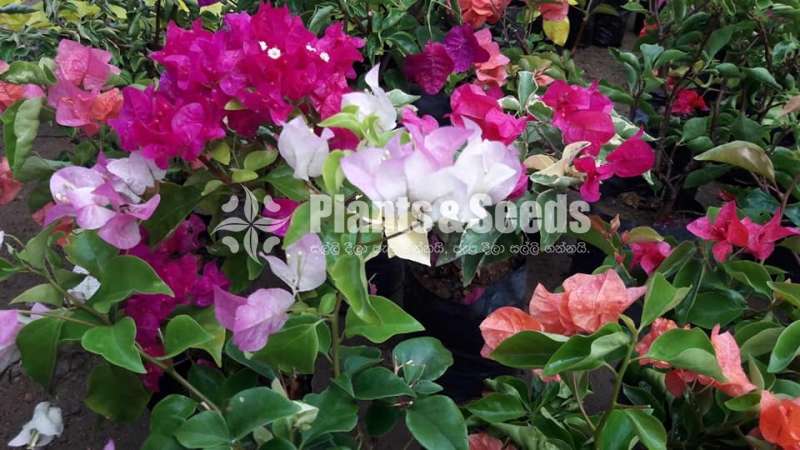 bougainvillea flowers  (බෝගන්විලා පැල)