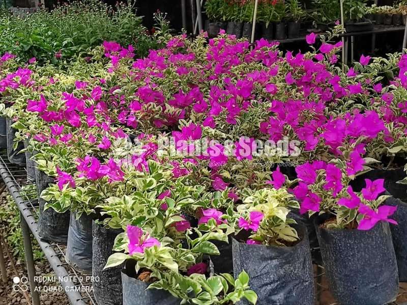 bougainvillea flowers  (බෝගන්විලා පැල)