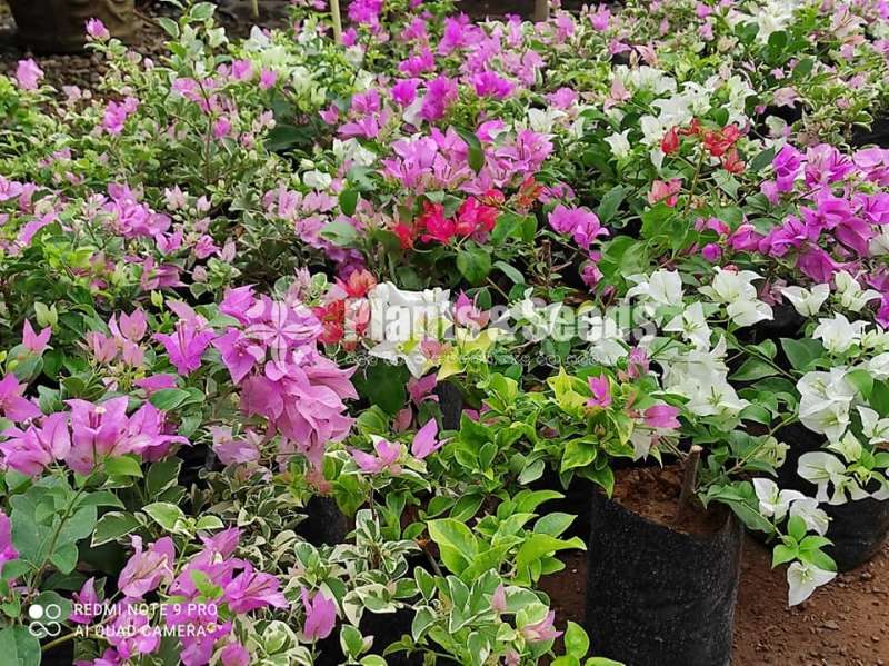 bougainvillea flowers  (බෝගන්විලා පැල)