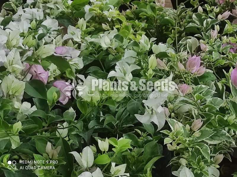 bougainvillea flowers  (බෝගන්විලා පැල)