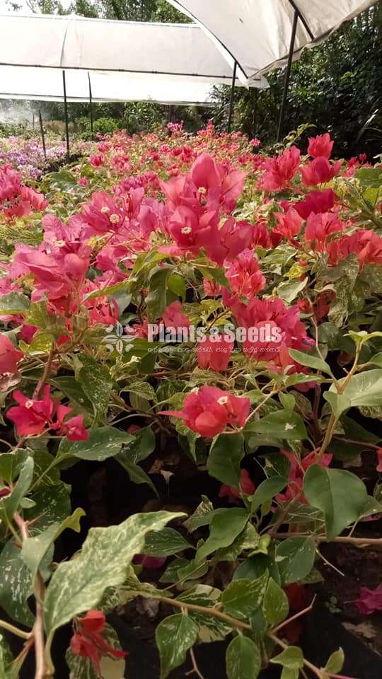 bougainvillea flowers  (බෝගන්විලා පැල)