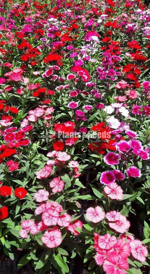Carnation flowers (කානේෂන් )