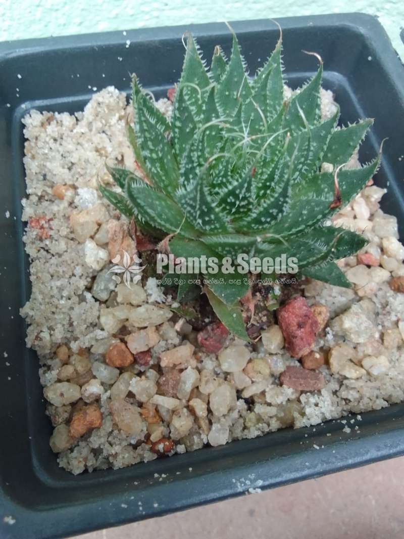 Cactus and Succulent with Pots