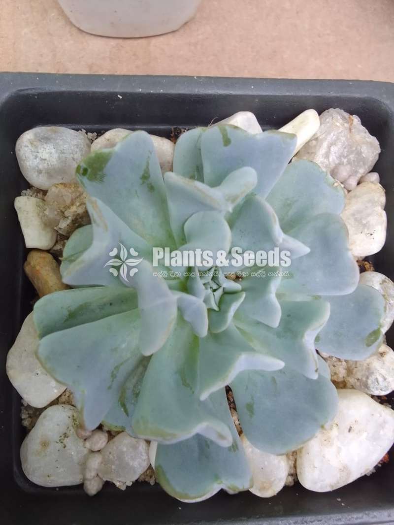 Cactus and Succulent with Pots