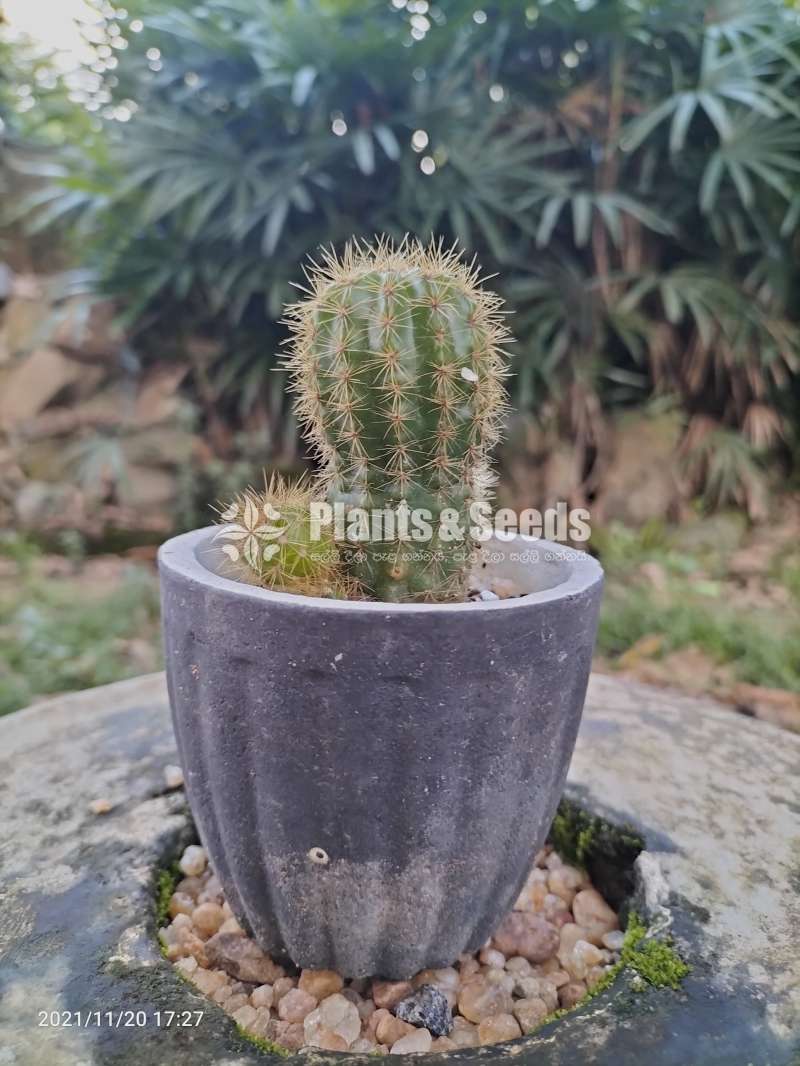 Cactus for sale 