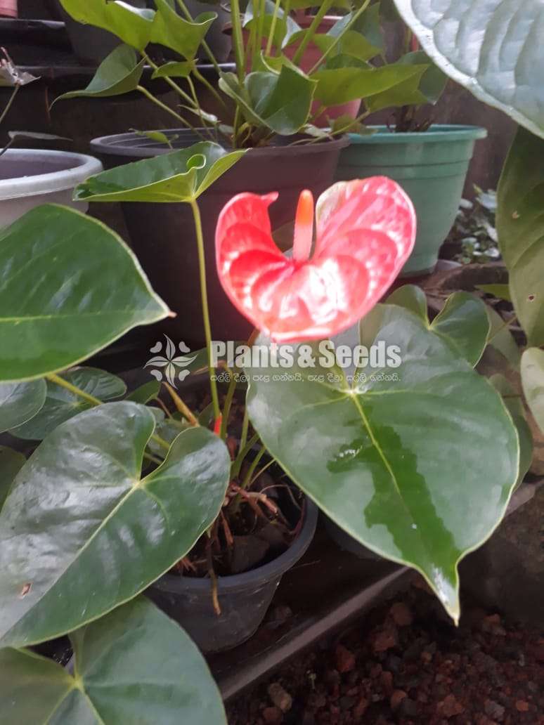 Anthurium Butterfly Orange