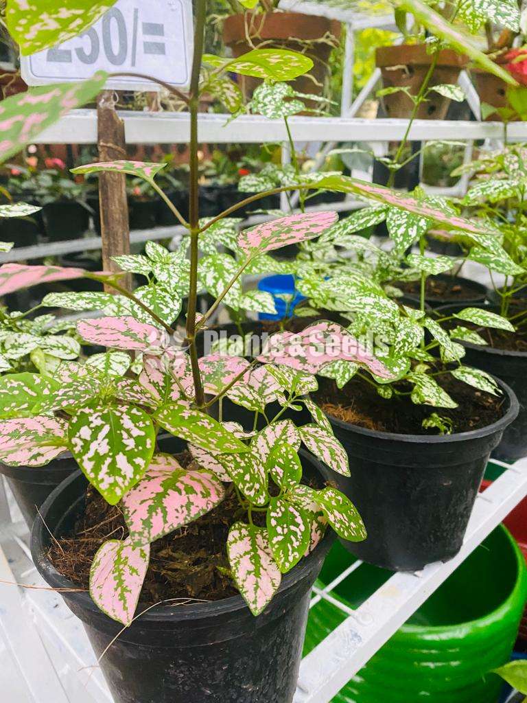 Outdoor Plants