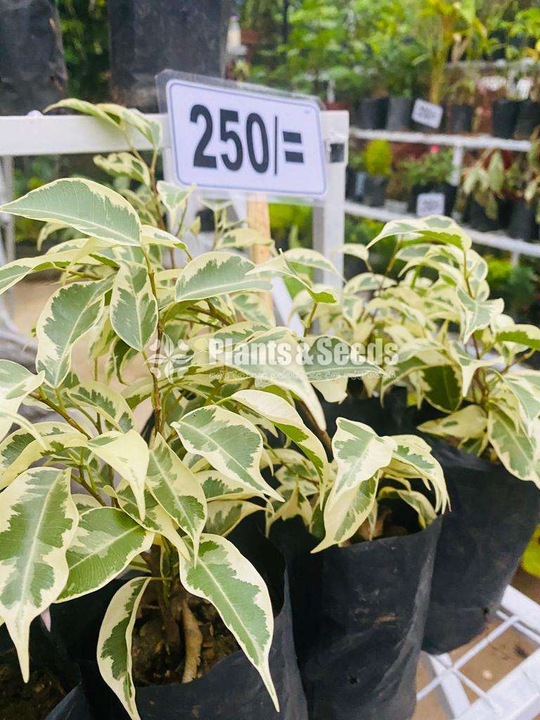 Outdoor Plants