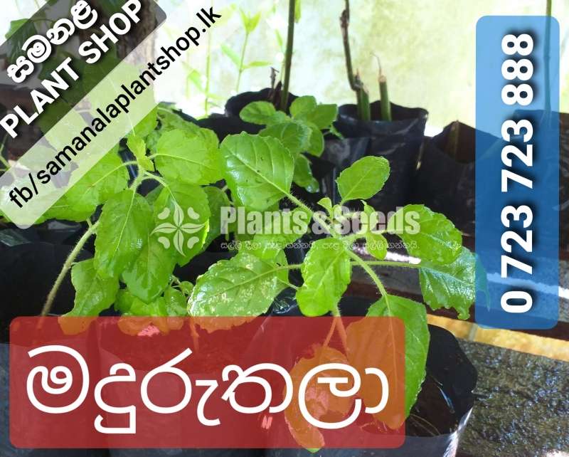 මදුරුතලා (Maduruthala)