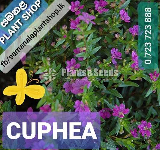 කූපීයා මල් (Cuphea)
