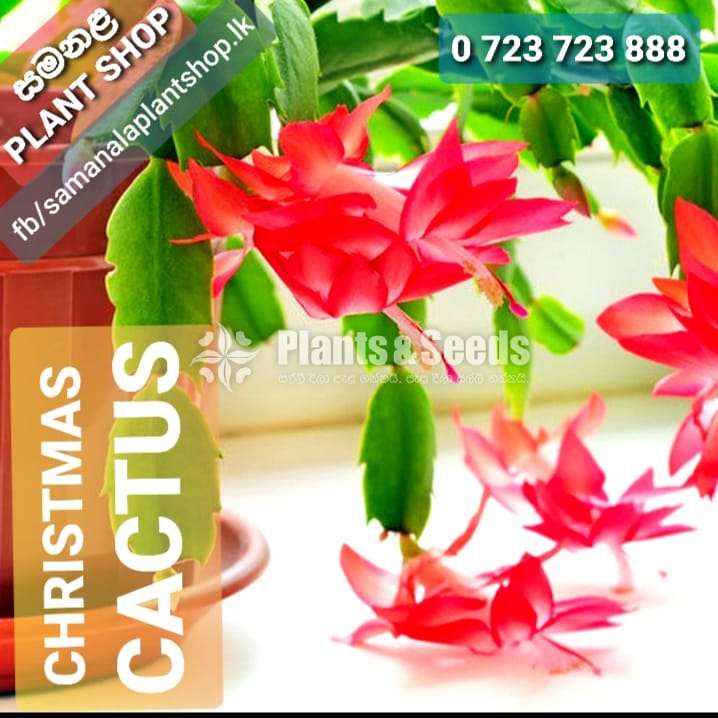 Christmas cactus