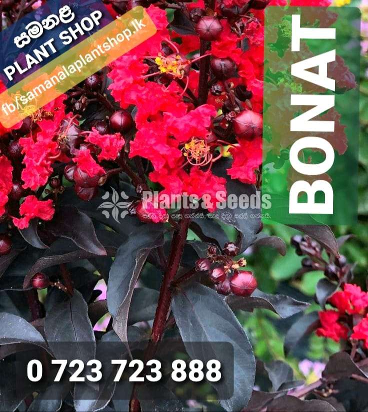 Bonet Bonsai (බොනට්)