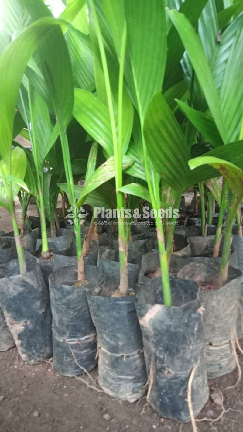 Lanka Puwak (ලංකා පුවක් )