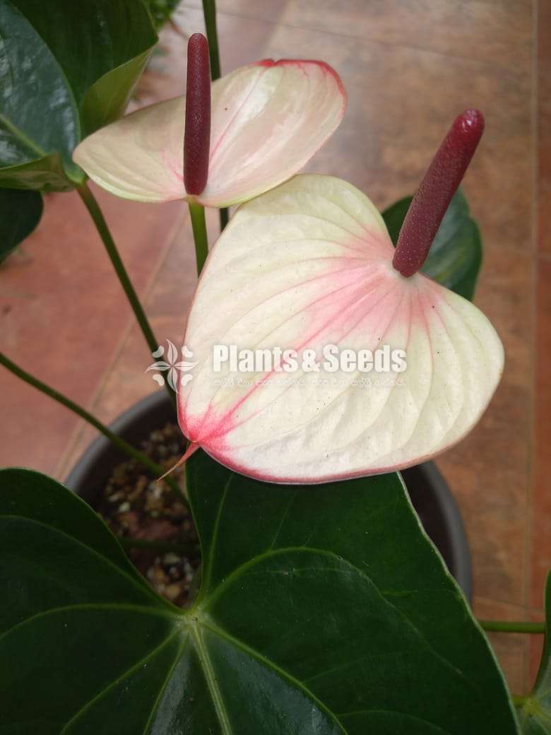 Maxima Anthurum-Mother plants