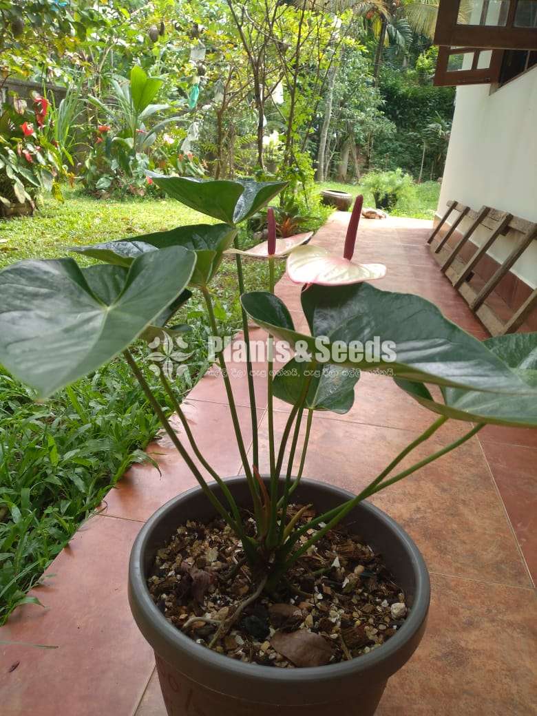Maxima Anthurum-Mother plants