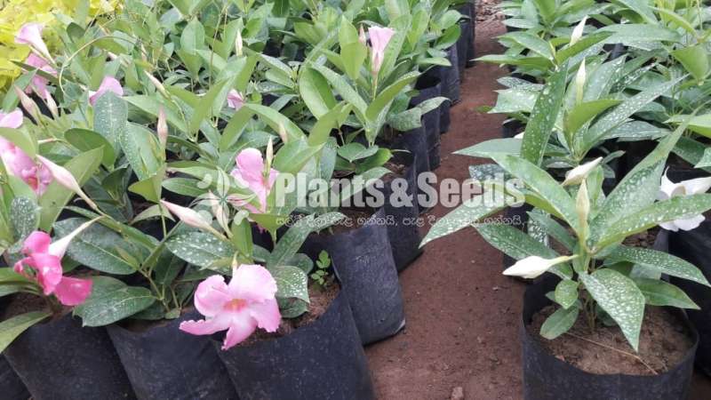 Butter Cup( මැන්ඩවිලා)