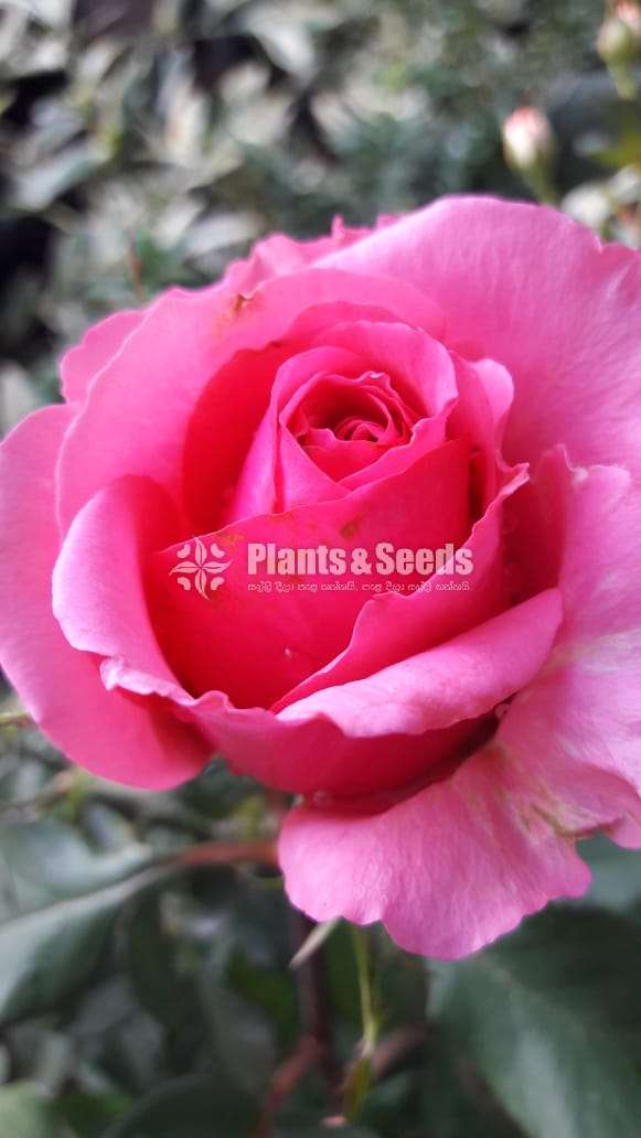 Roses Plants