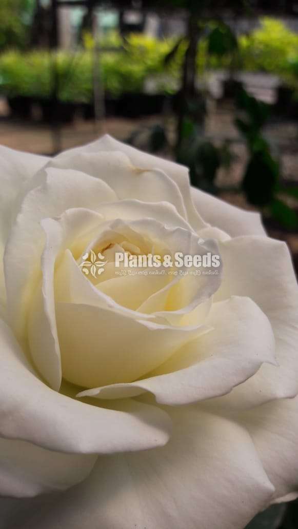 Roses Plants