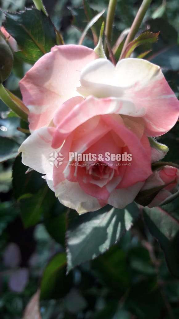 Roses Plants