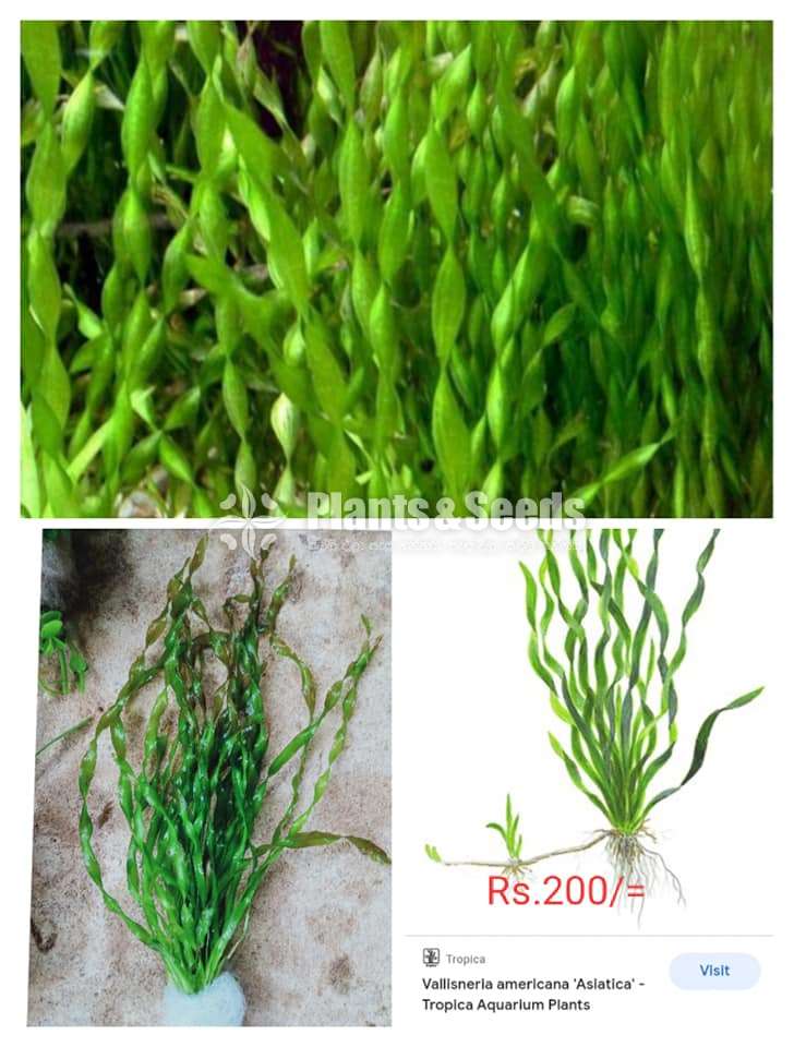 Aslatica (Tropica Aquarium Plants)