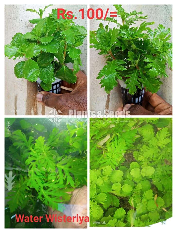 Water wisteriya
