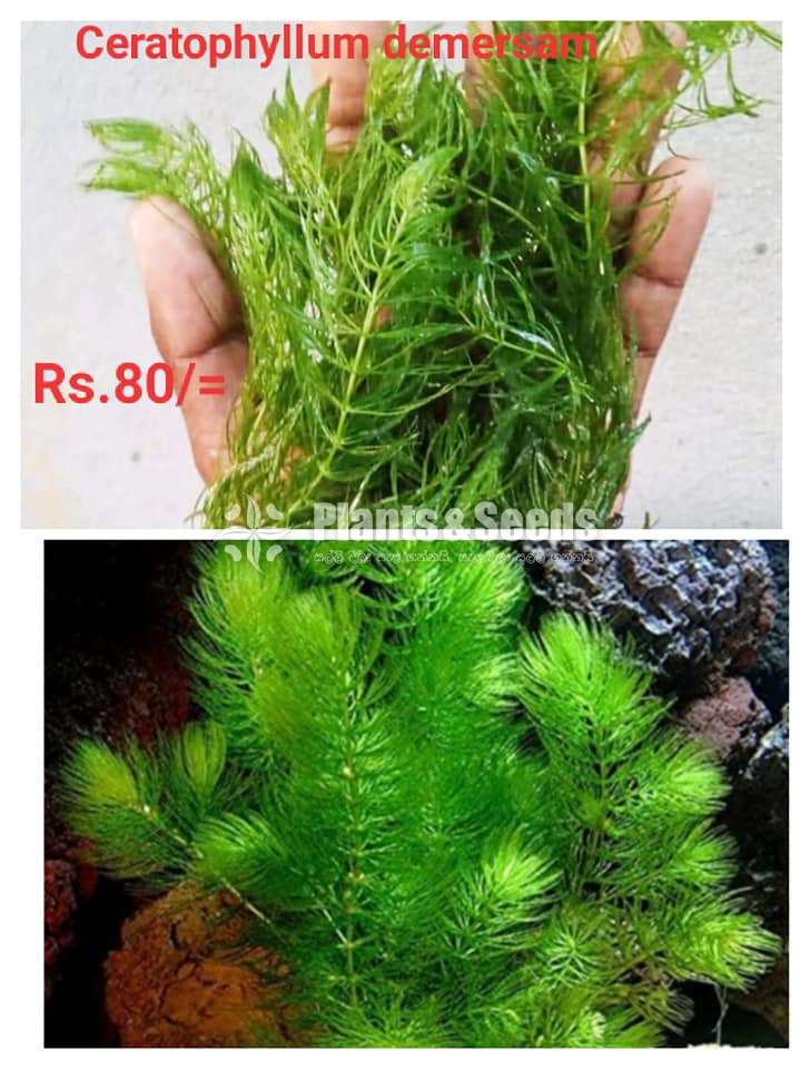 Ceratophyllum demersam
