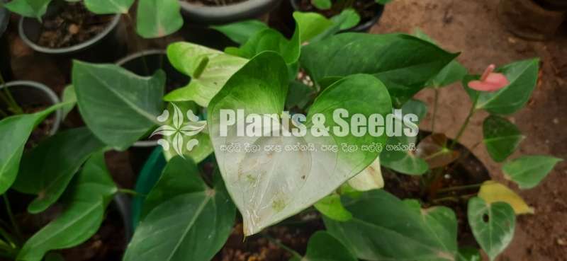 Namora Anthurium