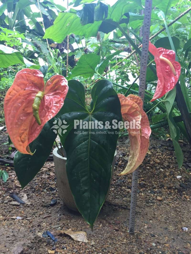 Large anthurium trees (with 3 flowers)