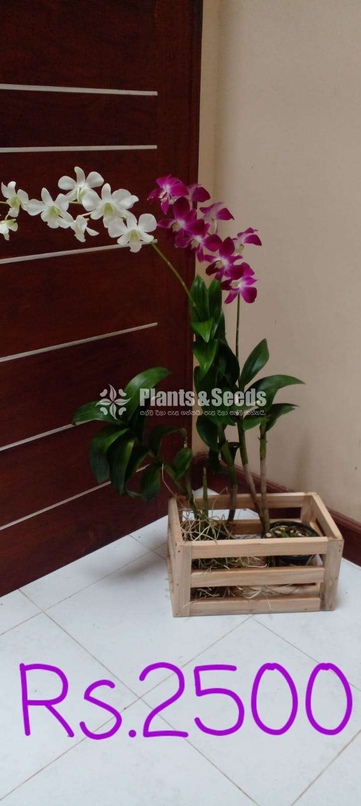 Orchids with wooden box