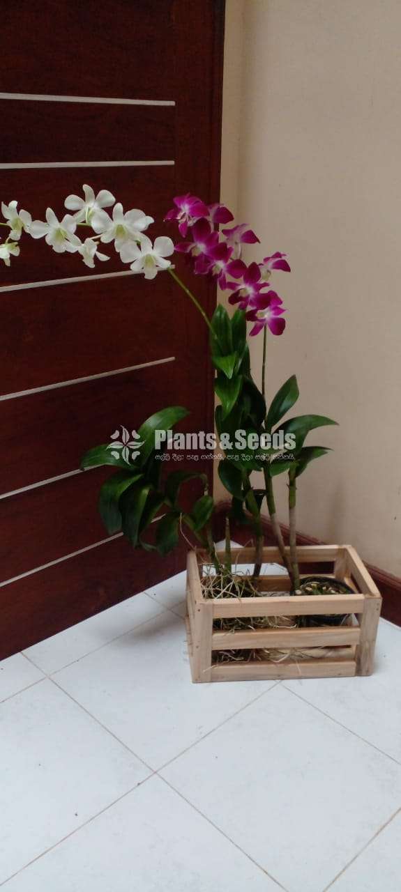 Orchids with wooden box