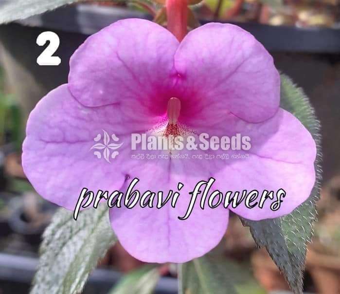 Achimenes (ඇච්මිනාස්)