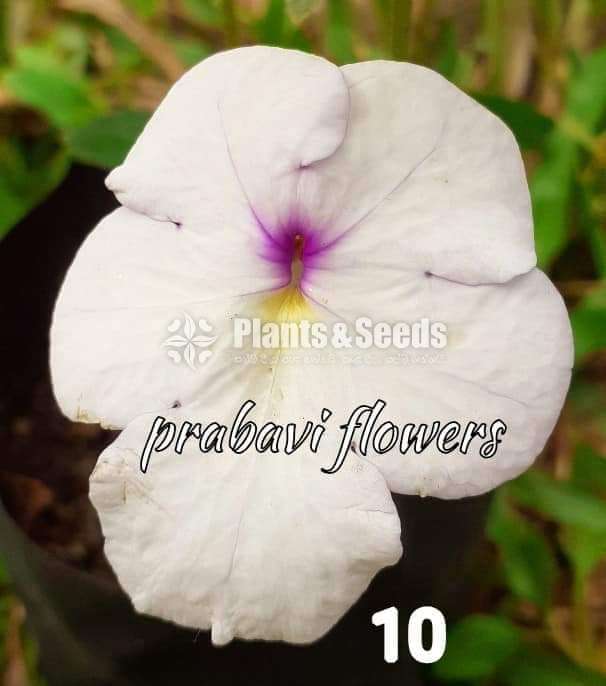 Achimenes (ඇච්මිනාස්)