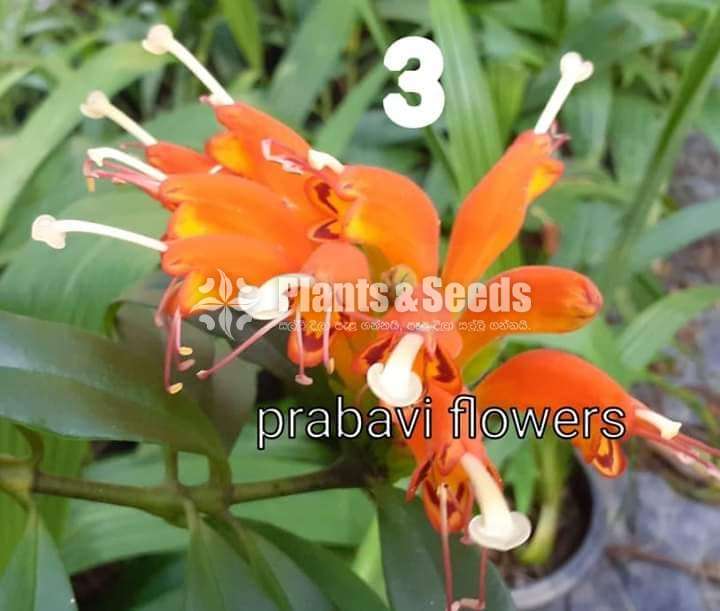 Lipstick Flowers -24 types