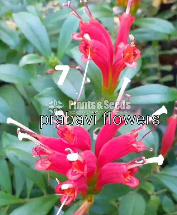Lipstick Flowers -24 types
