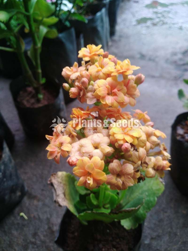 Kalanchi (කලංචි මල් පැල)