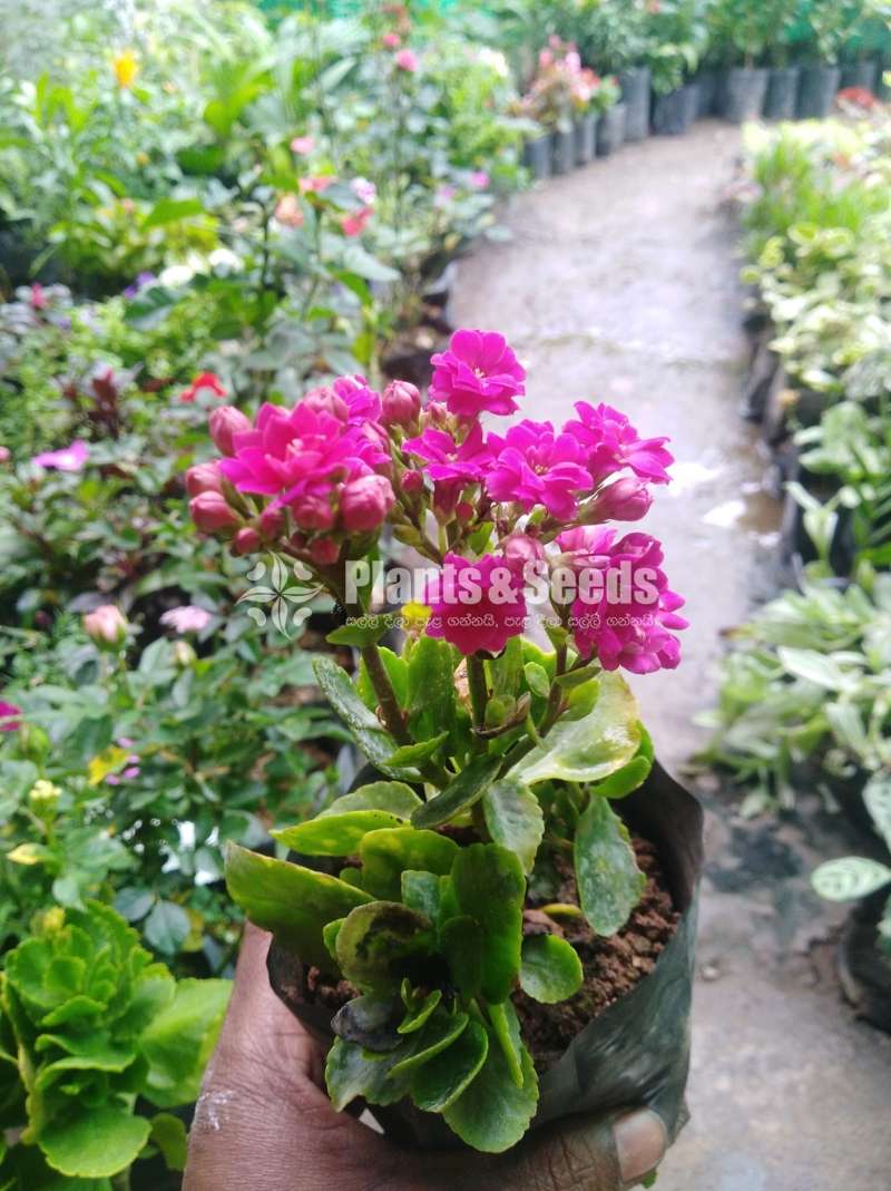 Kalanchi (කලංචි මල් පැල)