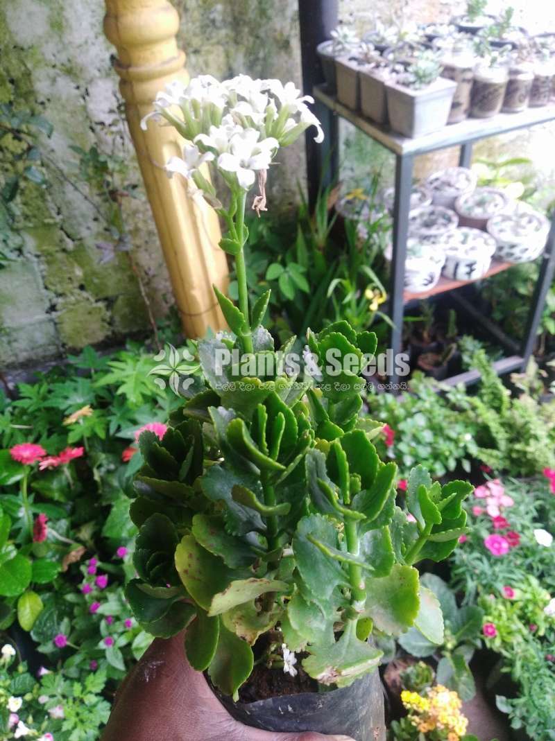 Kalanchi (කලංචි මල් පැල)