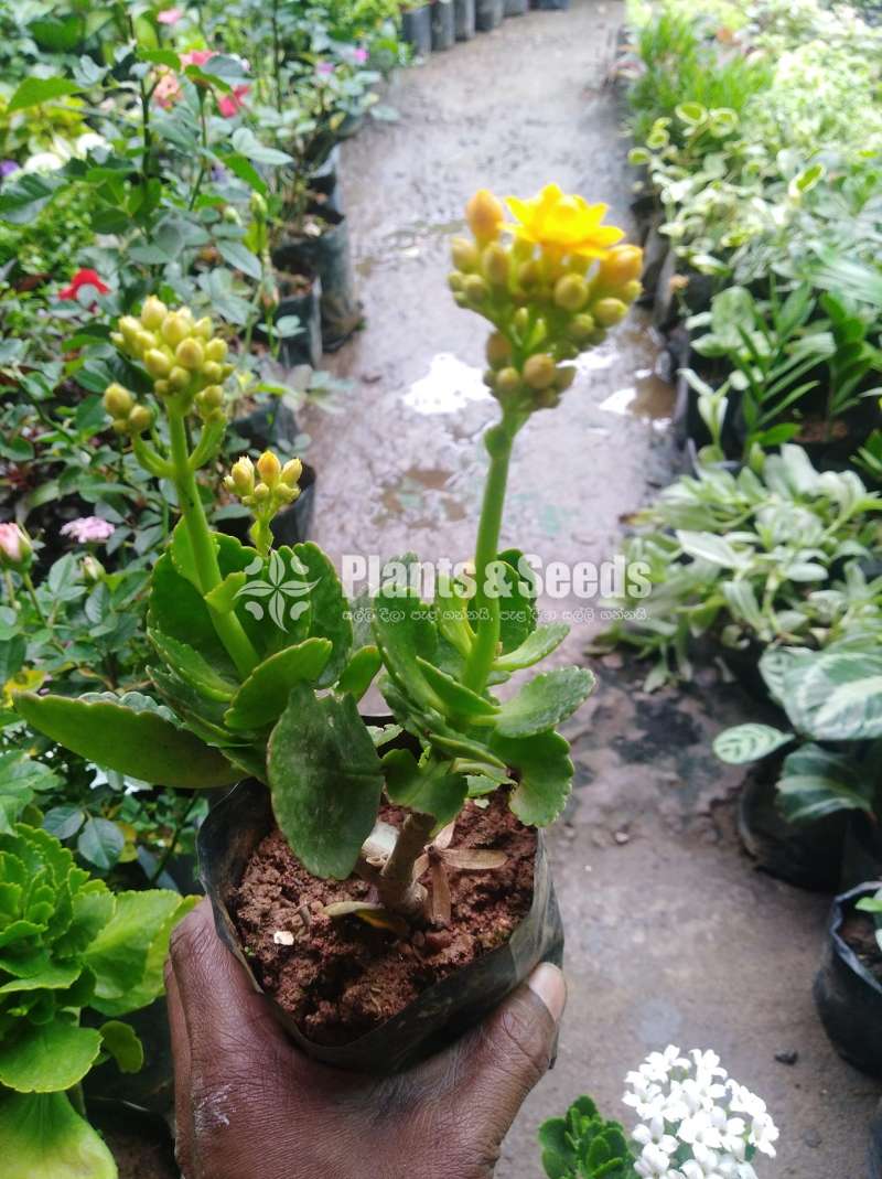 Kalanchi (කලංචි මල් පැල)