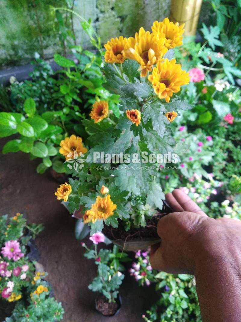 Kapuru (කපුරු පැල)