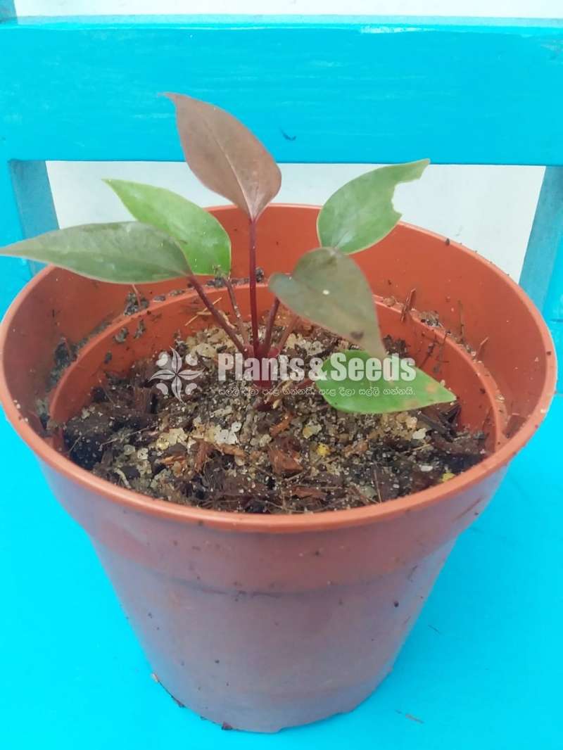Anthurium Black Cardinal Seed(බ්ලැක් කාර්ඩිනල්)