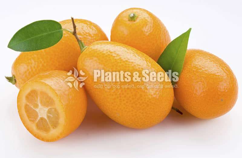 Kumquat fruit plants (කුම්කොට්)
