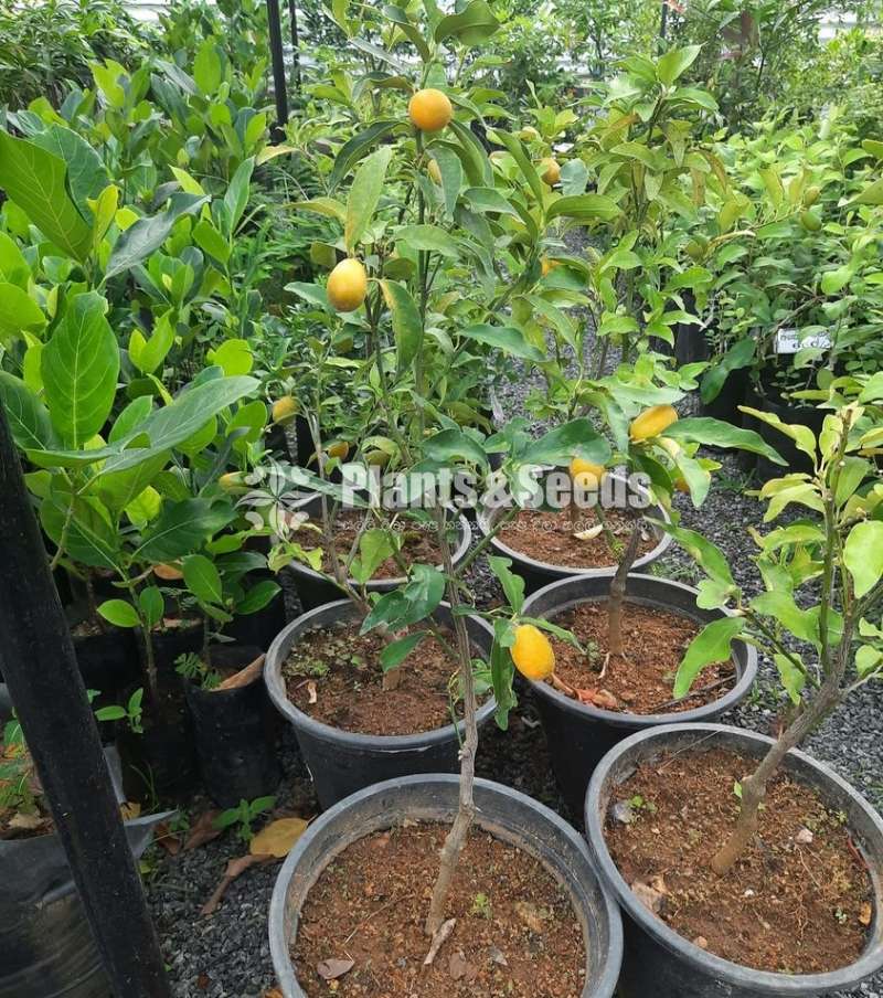 Kumquat fruit plants (කුම්කොට්)